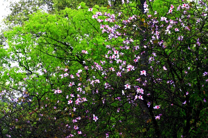 Ở Tây Bắc, hoa ban thường nở vào dịp tháng 4 dương (khoảng tháng 3 âm lịch). Còn ở Hà Nội, có lẽ thời tiết ấm hơn, chúng bắt đầu nở từ khoảng tháng 2 âm lịch.